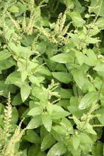 Valse salie, inheemse plant, Ophalen, Zomer, Volle zon
