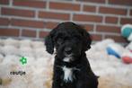 Medium kruising tibetaanse terrier x labradoodle pups., Dieren en Toebehoren, Honden | Chihuahua's en Gezelschapshonden, Nederland