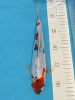 Doitsu Showa 23-27cm Conias Japan koi, Dieren en Toebehoren, Vissen | Vijvervissen, Karper of Koi