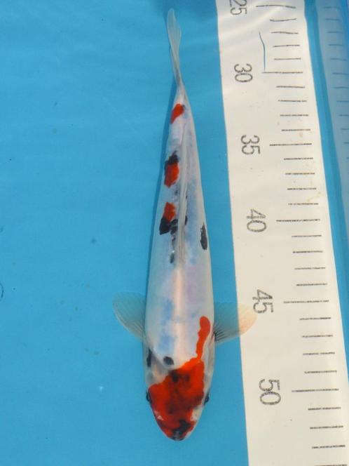Doitsu Showa 23-27cm Conias Japan koi, Dieren en Toebehoren, Vissen | Vijvervissen, Karper of Koi