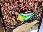 Eudicella Gralli hubini, Dieren en Toebehoren, Overige soorten