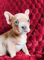 Franse bulldog pups, Parvo, 8 tot 15 weken, Bulldog, Meerdere