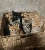 Kittens, Dieren en Toebehoren, Katten en Kittens | Overige Katten, Meerdere dieren, 0 tot 2 jaar