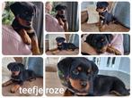 Prachtige Rottweiler Teefje Met STAMBOOM., CDV (hondenziekte), 8 tot 15 weken, Meerdere, Meerdere dieren