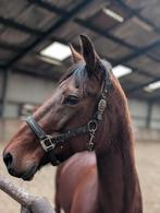 Lieve merrie zoekt 4everhome, Merrie