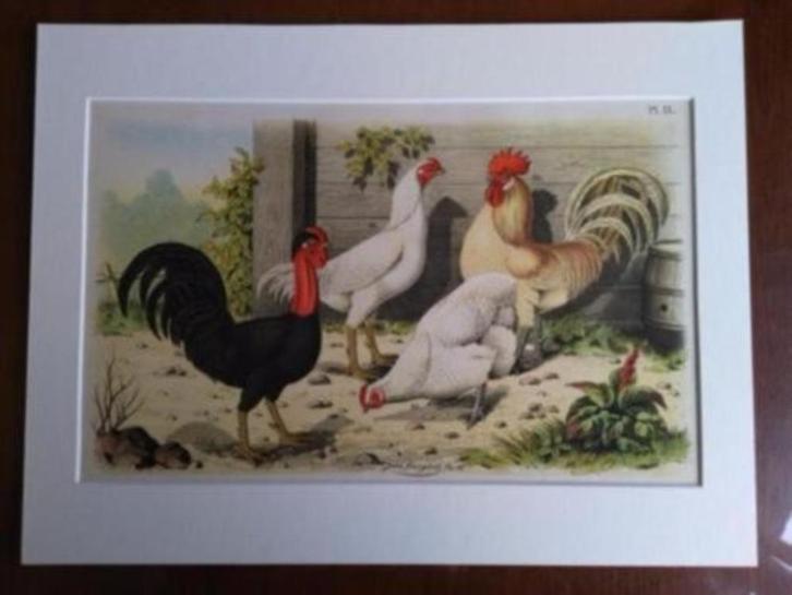 Litho Nuyens Bungartz Lubbert Pluimvee Vogels Kip Haan 1883, Antiek en Kunst, Kunst | Litho's en Zeefdrukken, Ophalen of Verzenden