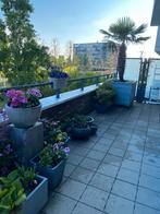 Winterharde Palmboom, Tuin en Terras, Planten | Tuinplanten, Overige soorten, Volle zon, Vaste plant, Ophalen of Verzenden