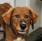 Leuke mix pups uit Griekenland, Particulier, Rabiës (hondsdolheid), 15 weken tot 1 jaar, Buitenland