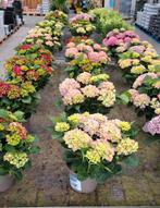 Mooie  hortensia verschillende kleuren., Ophalen, Zomer, Overige soorten, Halfschaduw