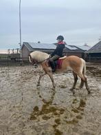 Bijrijder aangeboden / Verzorgpony gezocht, Verzenden
