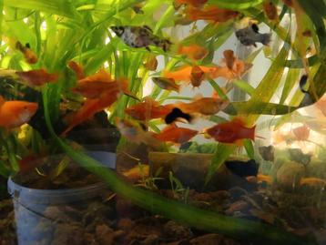 Aquarium vissen beschikbaar voor biedingen