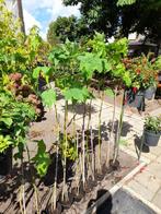 Abutilon stammetjes., Tuin en Terras, Planten | Tuinplanten, Volle zon, Tweejarig, Zomer, Ophalen
