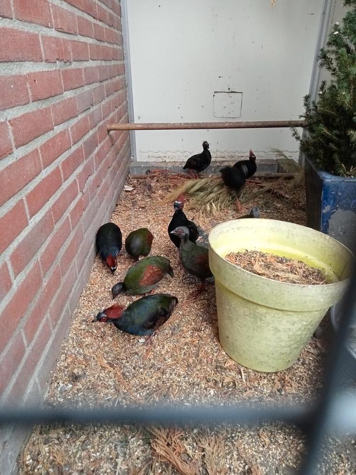 Koppels roul rouls en een haan, Dieren en Toebehoren, Vogels | Overige Vogels, Meerdere dieren, Geringd