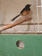 Mooie grove schama lijster pop van begin 25 ger zit koud, Dieren en Toebehoren, Vrouwelijk, Geringd