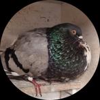 Duif., Dieren en Toebehoren, Vrouwelijk, Kropper