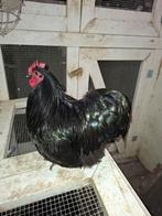 Prachtige orpingtonkriel hanen, Dieren en Toebehoren, Pluimvee, Mannelijk, Kip