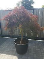 Japanse Esdoorn Acer palmatum 'Garnet', Ophalen, Bloeit niet, Halfschaduw, Overige soorten