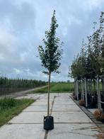 Rode esdoorn/ Acer rubrum, Ophalen of Verzenden, Overige soorten