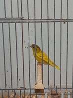 Eur. Sijs man, Mannelijk, Wildzangvogel, Geringd