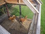 2 Wyandotte krielhennetjes, Dieren en Toebehoren, Pluimvee, Vrouwelijk, Kip