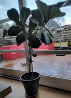 Vioolbladplant,  Ficus Lyrata, Huis en Inrichting, Ophalen, Ficus, Halfschaduw, Minder dan 100 cm