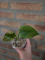 Monstera White Monster - TC gekweekt , kneusje., Ophalen of Verzenden, Halfschaduw, Minder dan 100 cm