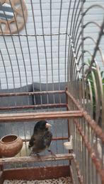 majorputter x zwartesijs man, Mannelijk, Geringd