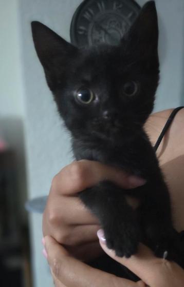 Kitten meisje n.o.t.k beschikbaar voor biedingen