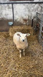 Swifter ram, Dieren en Toebehoren, Schapen, Geiten en Varkens, Mannelijk, Schaap, 0 tot 2 jaar