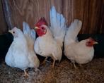 Trio serama kriel wit, Dieren en Toebehoren, Pluimvee, Meerdere dieren, Kip