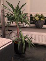 Mooie Yucca plant - Deventer, Huis en Inrichting, Kamerplanten, Ophalen, Halfschaduw, Minder dan 100 cm