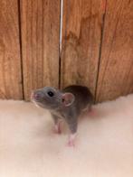 Tamme dwegratjes vrouw, Rat, Vrouwelijk, Tam, Oktober