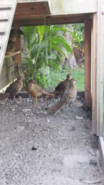 Jonge Goudfazanten, Dieren en Toebehoren, Pluimvee, Meerdere dieren, Kip