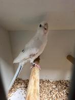 Mooie groffe wit Bonte pennant rosella man, Dieren en Toebehoren, Mannelijk, Parkiet