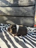 Cavia zeugje, Dieren en Toebehoren, Knaagdieren, Cavia, Juli, Vrouwelijk, Tam