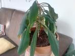 Madagascar jewel, Huis en Inrichting, Kamerplanten, Ophalen, Overige soorten, In pot, Minder dan 100 cm