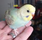 Split blackface, Dieren en Toebehoren, Geslacht onbekend, Parkiet, Geringd