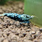 Aanbieding 10+2 Galaxy Boa mix garnalen aquarium bezorging, Dieren en Toebehoren, Vissen | Aquariumvissen, Kreeft, Krab of Garnaal