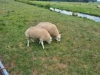 Super  dekrammen, Dieren en Toebehoren, Schapen, Geiten en Varkens, Mannelijk, Schaap, 0 tot 2 jaar