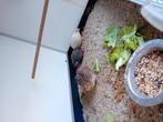 Kwartels, Dieren en Toebehoren, Meerdere dieren, Tropenvogel