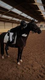 Verzorg pony aangeboden!, Dieren en Toebehoren, Ophalen of Verzenden, Nieuw