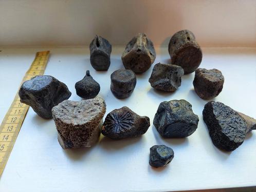 Lot fossiele dolfijn/walvis wervels, Verzamelen, Mineralen en Fossielen, Fossiel, Ophalen of Verzenden