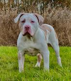 American Bully xl, Dieren en Toebehoren, Nederland, Rabiës (hondsdolheid), 1 tot 2 jaar, Eén hond