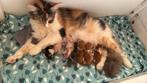 Kruising Maine Coon kittens, Dieren en Toebehoren, Katten en Kittens | Raskatten | Langhaar, Meerdere dieren, Ontwormd