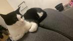 2 jarıge jonge kat, Dieren en Toebehoren, Katten en Kittens | Overige Katten, Kater