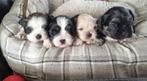prachtige lieve boomer puppies, CDV (hondenziekte), 8 tot 15 weken, Meerdere, Meerdere dieren