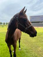 Jaarling merrie For Ferrero xGuardianS, Dieren en Toebehoren, Paarden, Merrie, Minder dan 160 cm, Gechipt, Niet van toepassing