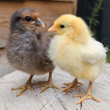2 Kuikens olive eggers olijfleggers kippen  beschikbaar voor biedingen