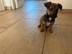 leuke ondeugende jack russel pups, Jack Russell Terriër, 8 tot 15 weken, Parvo, Meerdere dieren