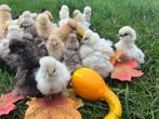 hen kuikens🐥Usa zijdehoen geent 1wk🐣hennen zijdehoender🍀, Vrouwelijk, Kip